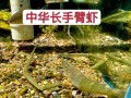 水沟里的小虾是什么品种