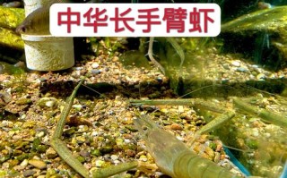 水沟里的小虾是什么品种