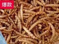 什么饲料用黄粉虫
