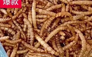 什么饲料用黄粉虫