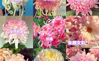 菊花品种名称与简介有哪些？