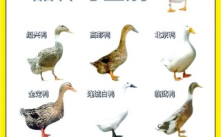 哪种鸭子抗病率最强？