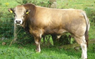 全球最重的牛品种是哪一种？