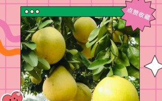 种柚子树管理的正确方法