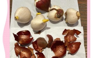 澳洲郁金香水培怎么操作？