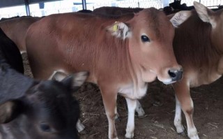 农村养牛选什么品种最合适？