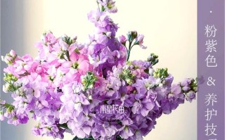 紫罗兰花怎么养？图片养殖方法详解