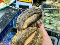 南宁鲍鱼价格是多少