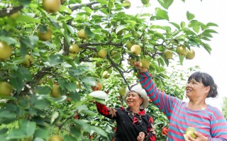 梨树怎么种？技术视频看这里！