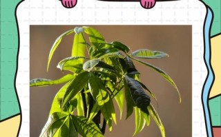 发财树冬季怎么养才不烂根？