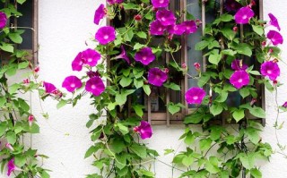 大花牵牛有哪些热门品种？