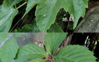 爬山虎苗怎么种植方法
