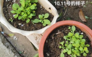 矮牵牛怎么播种？