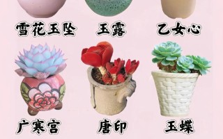 哪些多肉品种颜值最高？