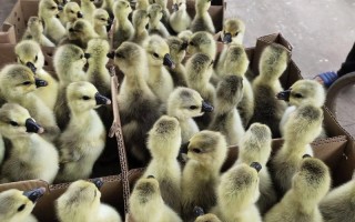 大品种杂交鹅能长多大