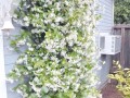 哪些大型藤本品种能快速爬满墙？