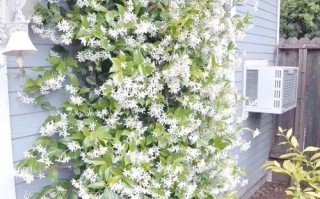 哪些大型藤本品种能快速爬满墙？