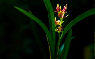 哪种兰草品种更好？