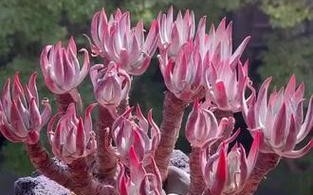 仙女杯多肉品种到底分几类？