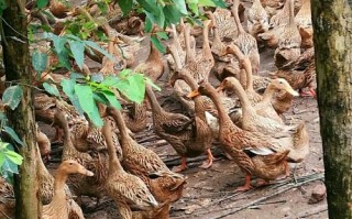 买小蛋鸭选品种，看这几点？