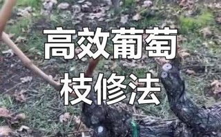 葡萄树修剪新方法视频怎么学？