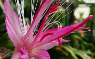 蟹爪兰刺多是哪个品种？