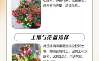 玻璃海棠怎么养？视频教你方法！