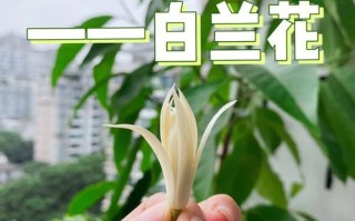 白兰花春季的养殖方法