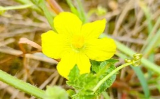 西瓜花无籽品种有哪些