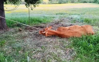 牛倒地不起怎么办？急救方法有哪些？