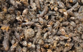 养殖蚂蝗饲料是什么