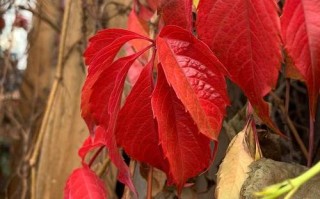 黄栌是国家保护植物吗？