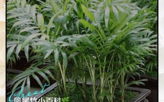 凤尾竹家庭养殖怎么养才好？