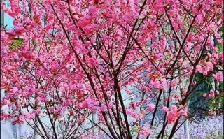 小苏打在水产养殖中怎么用？