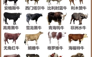 902牛精是什么品种的牛？