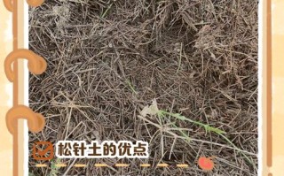 松土有哪些方法和注意事项？