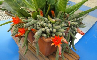 多肉仙人指怎么养才爆盆？