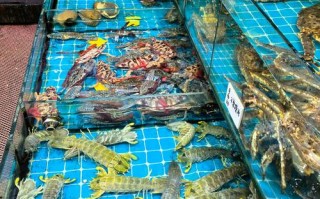 水产市场常见品种有哪些？