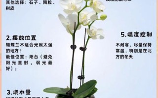 如何培育蝴蝶兰新品种？