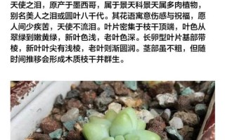 天使的泪花怎么养才好？