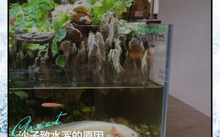 水产养殖池为什么放沙子