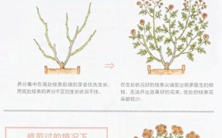 月季花冬季修剪怎么剪？图片教你方法！
