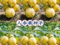 人参果种子怎么种才最好？