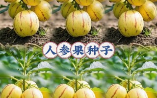 人参果种子怎么种才最好？
