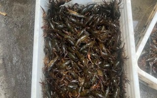 小龙虾养殖用什么水