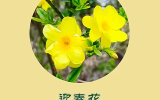 迎春花品种有哪些？