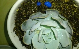 肉肉叶片发软怎么办？