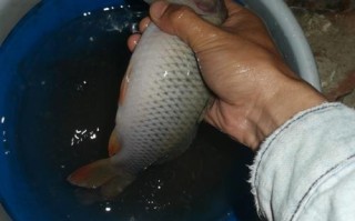 猪粪可以养殖什么鱼品种