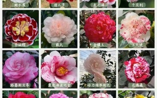 山茶花最好的品种图片