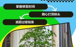 大三幸福树怎么修剪才好？